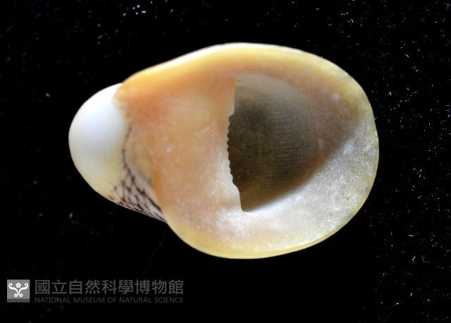 圓舟蜑螺藏品圖，第3張