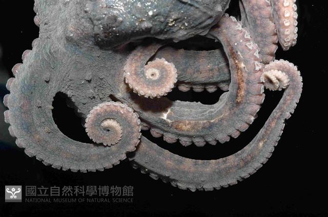 新種章魚TW45藏品圖，第3張