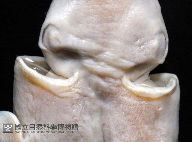寇氏擬耳烏賊藏品圖，第3張