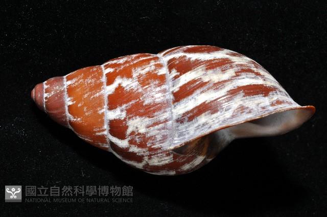 雲嬌蝸牛藏品圖，第3張