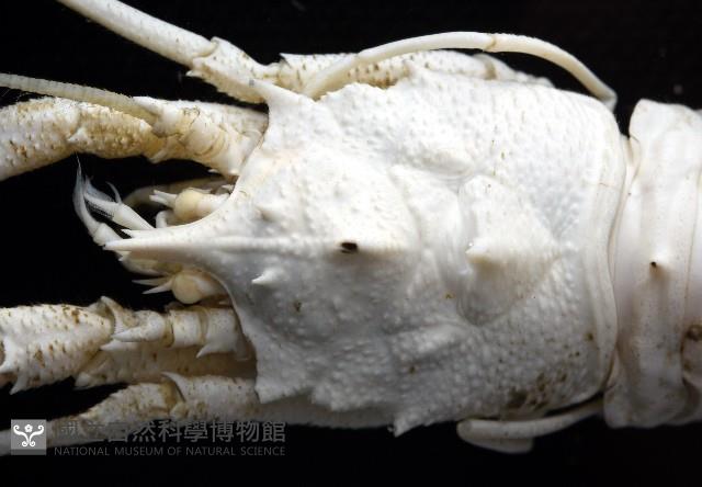 未知種棘鎧蝦藏品圖，第3張