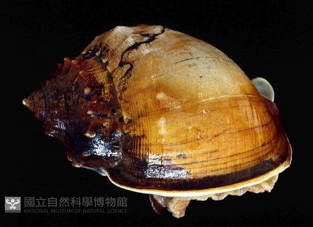 飴色鬘螺藏品圖，第3張