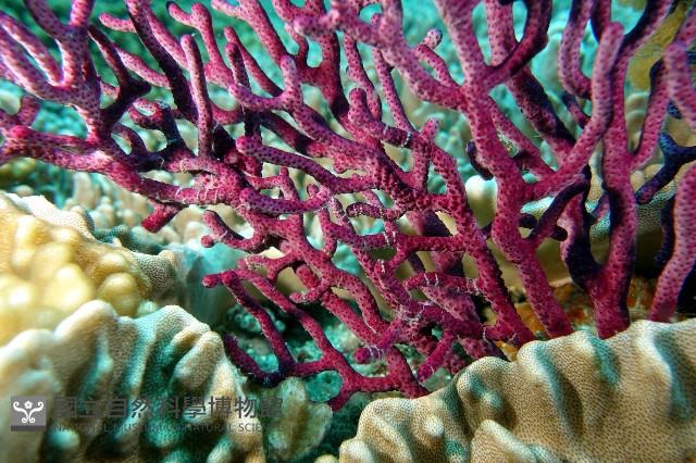 未知種真網柳珊瑚藏品圖，第3張