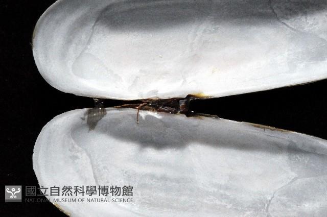 毛蟶蛤藏品圖，第3張