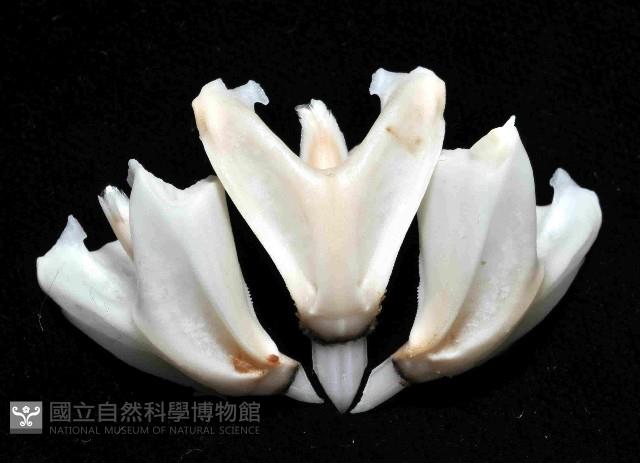 蹄棘革海膽藏品圖，第3張