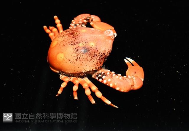 鈍額玉蟹藏品圖，第3張