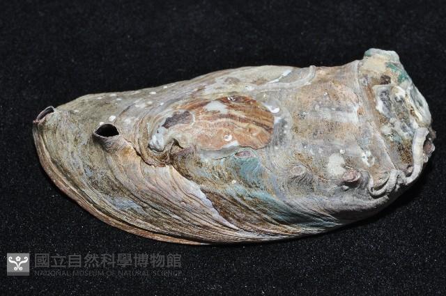 皺紋盤鮑藏品圖，第3張