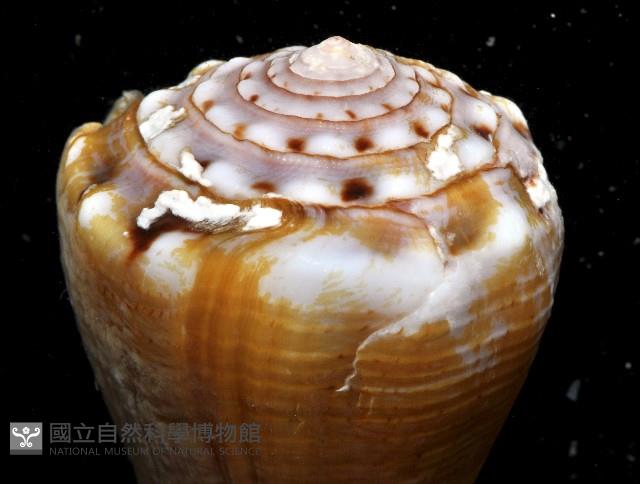 麻點芋螺藏品圖，第3張