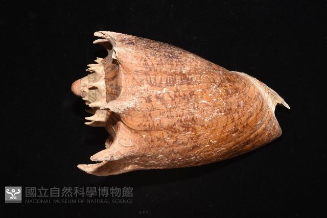帝王渦螺藏品圖，第3張