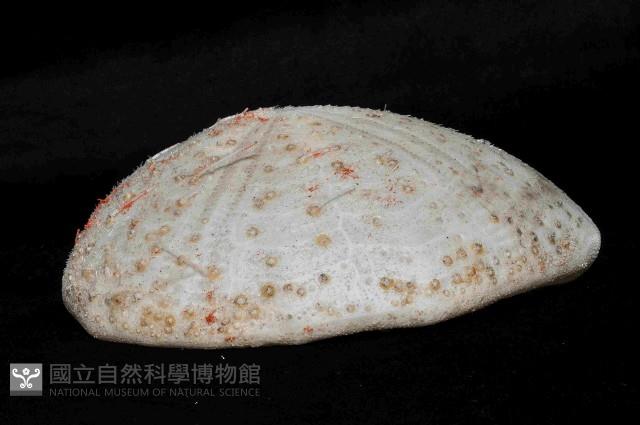 大脆心形海膽藏品圖，第3張