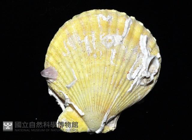 高貴海扇蛤藏品圖，第3張