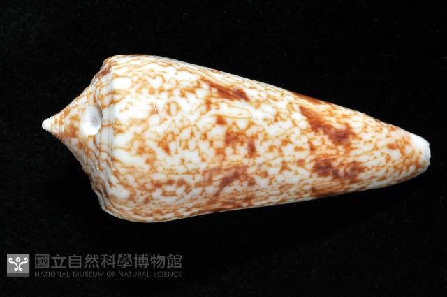 海神芋螺藏品圖，第3張