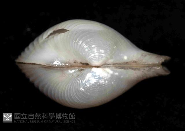 未知種杓蛤藏品圖，第3張
