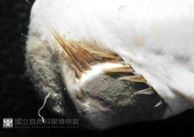 不倒翁蟲藏品圖，第3張
