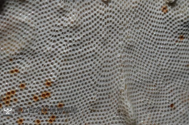 未知種雙湧苔蟲藏品圖，第3張