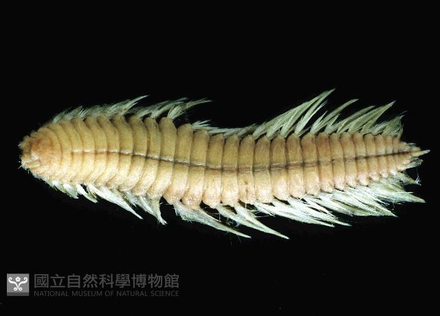 梯斑海毛蟲藏品圖，第3張