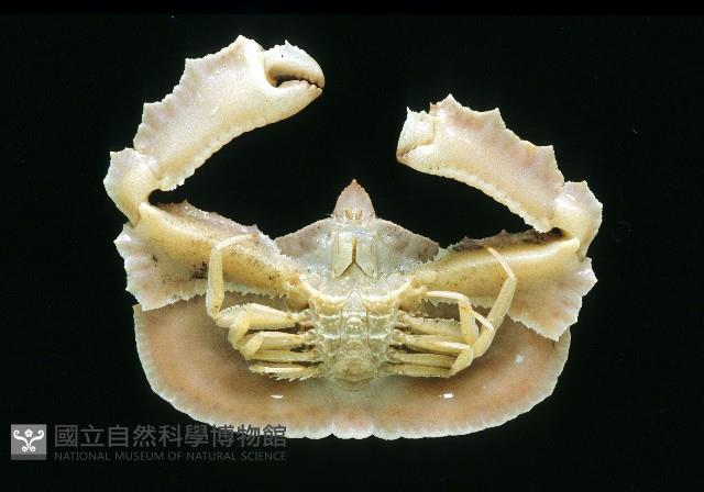 環狀(圓拱)隱足蟹藏品圖，第3張