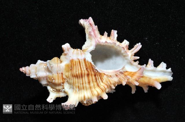 紅千手螺藏品圖，第3張