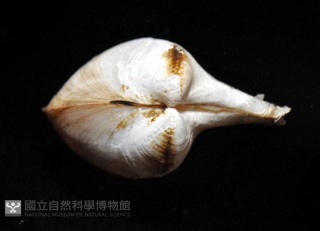 九州杓蛤藏品圖，第3張