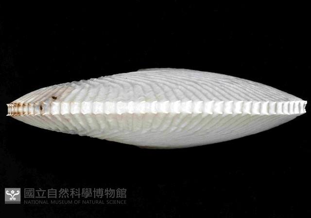 扁船蛸藏品圖，第3張