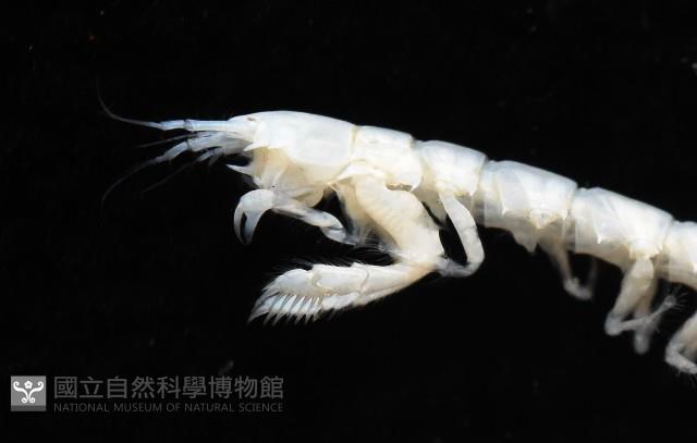 未知種長尾蟲藏品圖，第3張