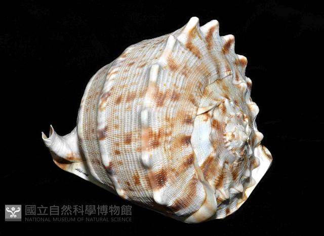 唐冠螺藏品圖，第3張