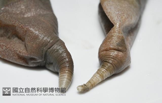 紫紋芋參藏品圖，第3張