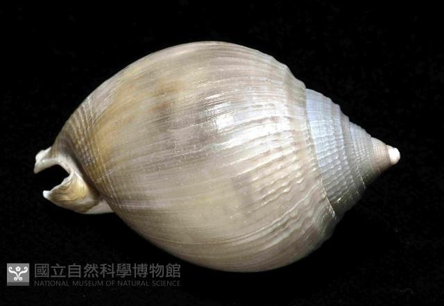 美姬鬘螺藏品圖，第3張