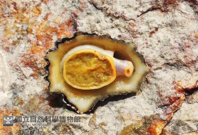 鵜足青螺藏品圖，第3張