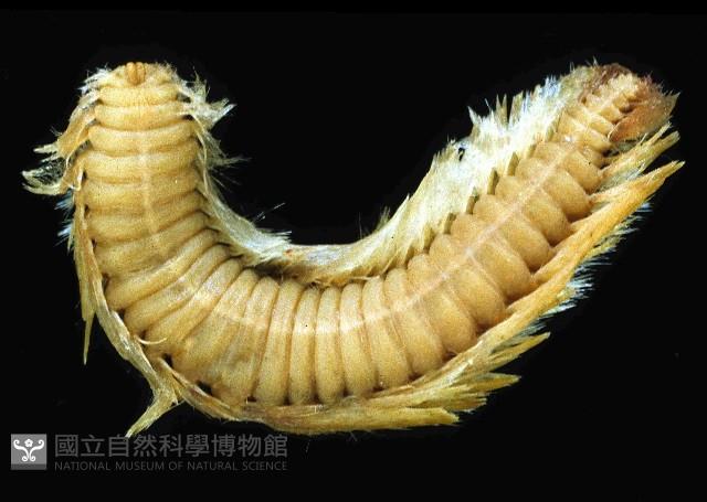 梯斑海毛蟲藏品圖，第3張
