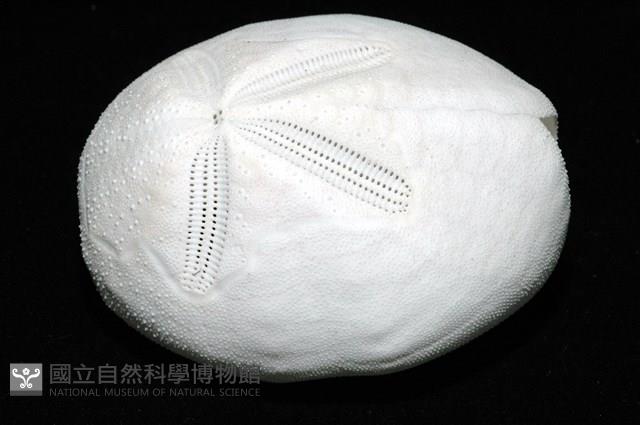 心形海壺藏品圖，第3張