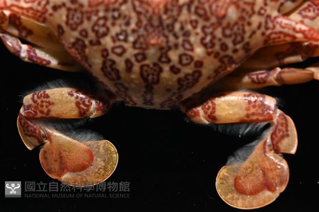 頑強(勝利)黎明蟹藏品圖，第3張
