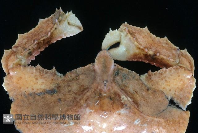 環狀(圓拱)隱足蟹藏品圖，第3張
