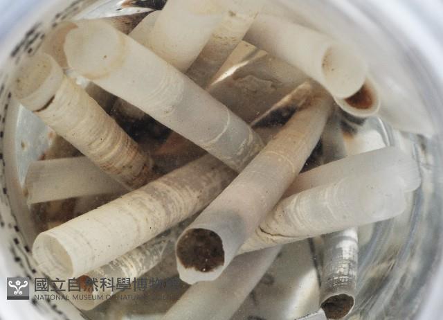 土佐象牙貝藏品圖，第3張