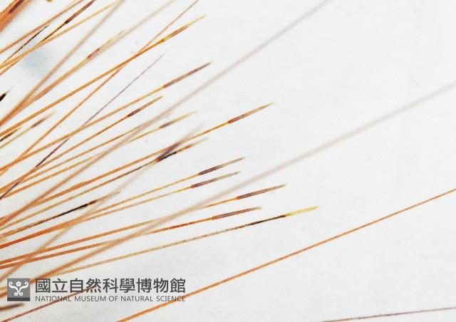 光棘冠海膽藏品圖，第3張