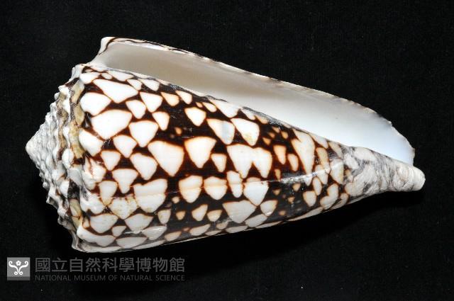 花巾芋螺藏品圖，第3張