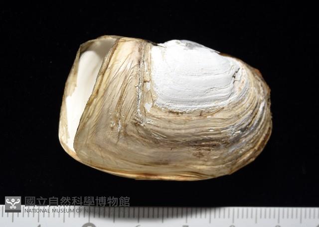 橢圓薄殼蛤藏品圖，第3張