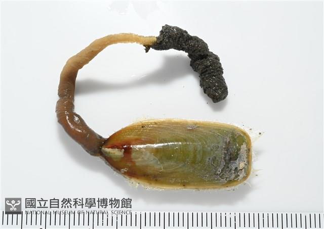 亞氏海豆芽藏品圖，第3張