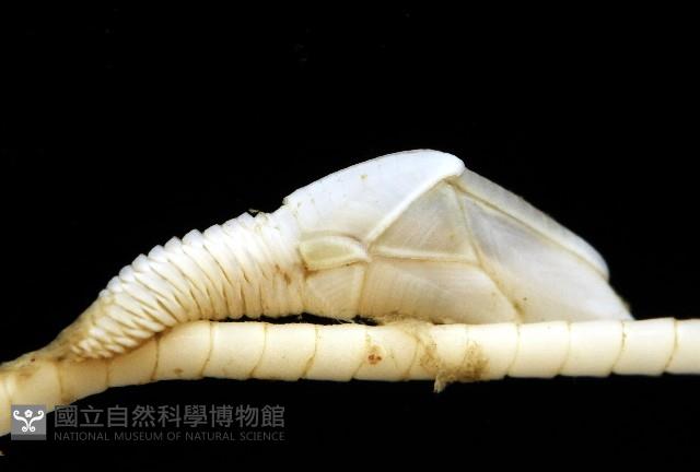 藤壺三角鎧茗荷藏品圖，第3張