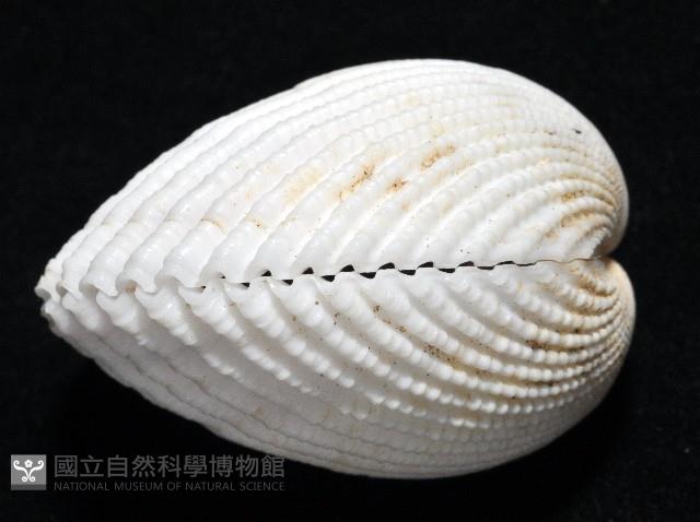登錄號:006844-00047藏品圖，第3張