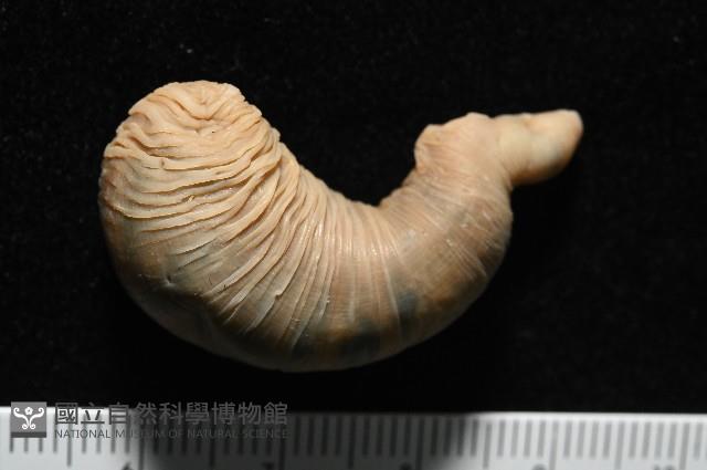 未知種吸蟲藏品圖，第3張