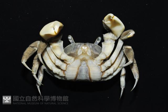 伍氏厚蟹藏品圖，第3張