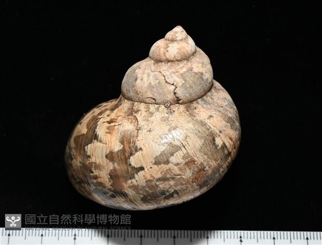 芮氏蠑螺藏品圖，第3張