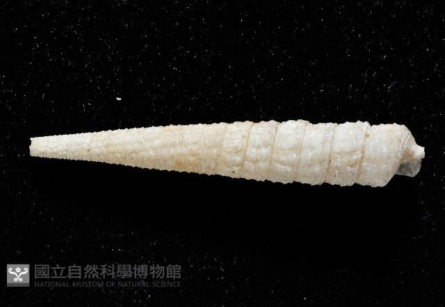 女王左錐螺藏品圖，第3張