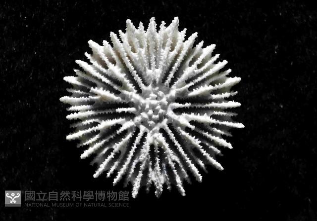 星角杯珊瑚(暫譯)藏品圖，第3張