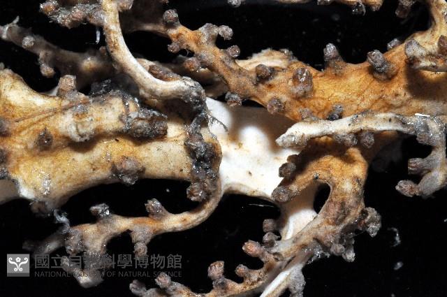 未知種莖管珊瑚藏品圖，第3張