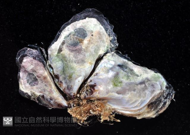 小障泥蛤藏品圖，第3張