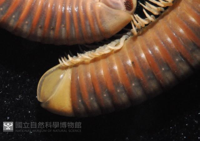 高桑厚甲馬陸藏品圖，第3張