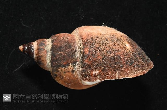 日本鳳螺藏品圖，第3張