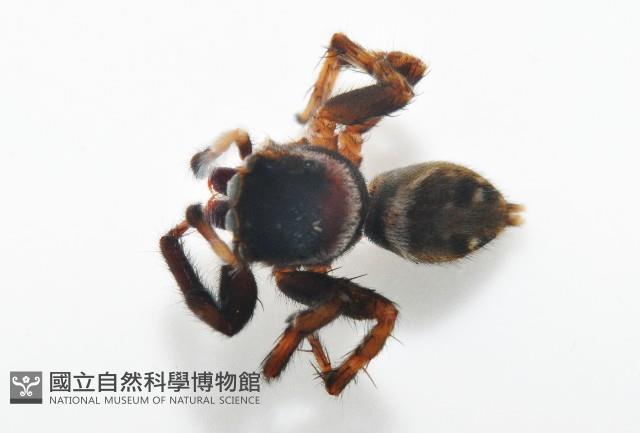 毛垛兜蠅虎藏品圖，第3張